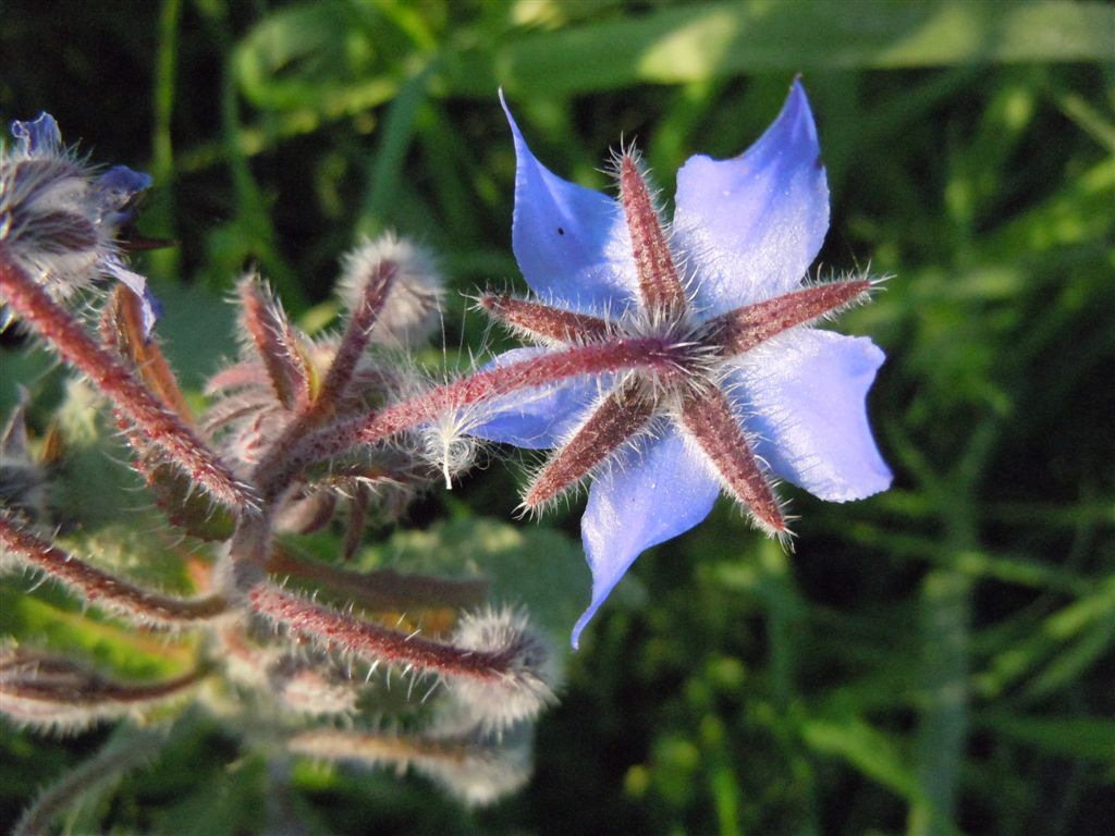 Borago officinalis / Boraggine comune